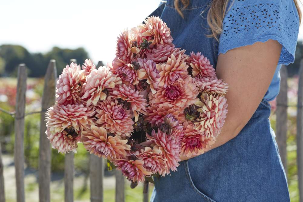 Dahlia 'Sweet Sanne'